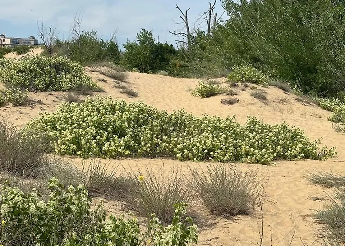 Sunny View Cacao Slăntjev Brjag