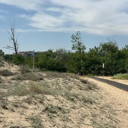 Sunny View Cacao Daire *